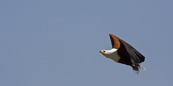 Eagle caught mid flight