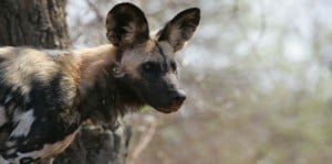Wild dog Part of Africa Botswana