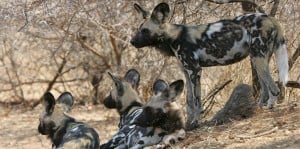 Pack of Wild dogs Botswana