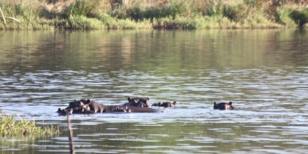 Hippos swimming Part of Africa
