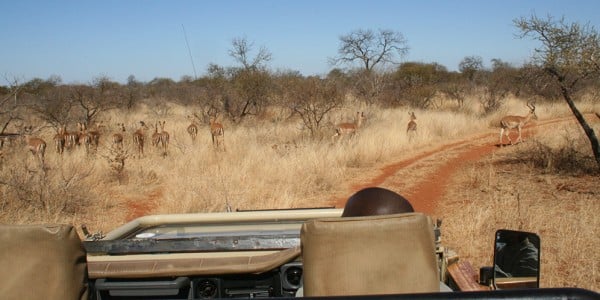 Safari Botswana Game Drive