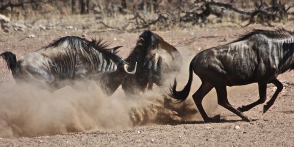 Wildebeest Botswana Part of Africa