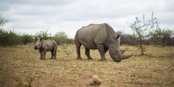 Baby rhino with mother