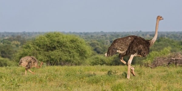 Ostrich baby in Botswana