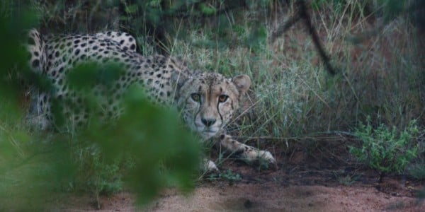 Photo of a Cheetah