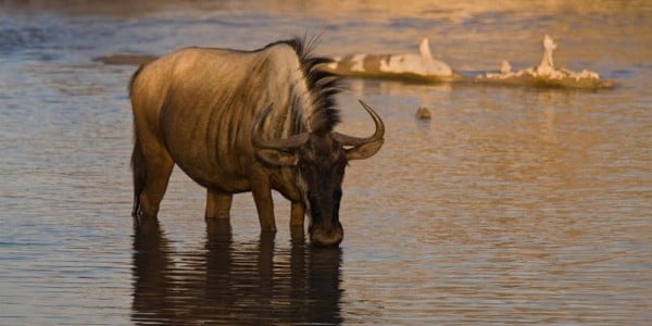 Wildebeest drinking