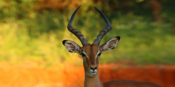 beautiful impala safari