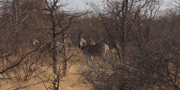 Zebras hiding in the African bush