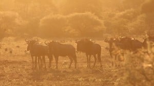 wildebeest morning